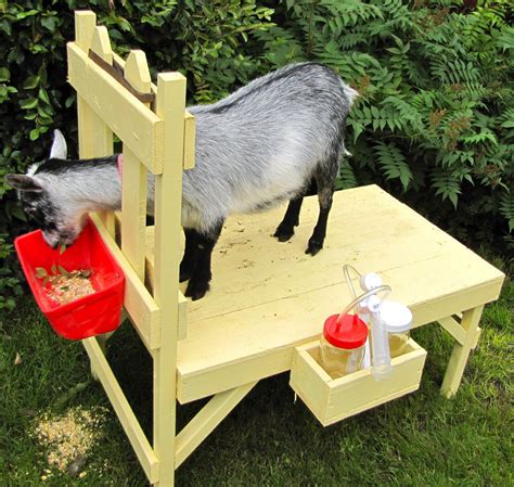 how to build a milking table|Goat Stand : 6 Steps (with Pictures)